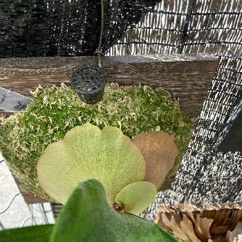 ９月の画像 by kirarirakiさん | 小さな庭と子株。と着生植物と外管理と観葉植物とビカクシダ・ワルシーと ビカクシダと９月とビカクシダ属