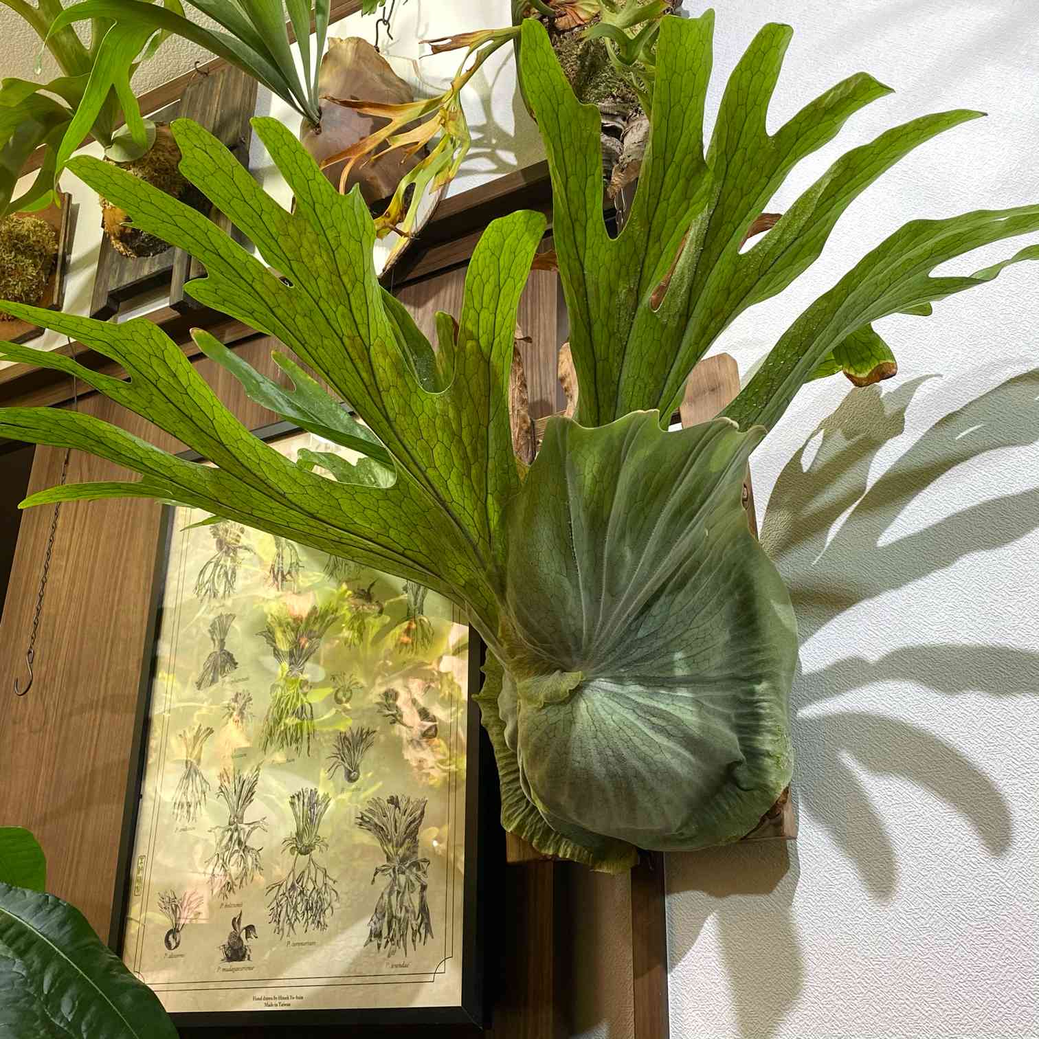 ジサクボ | P.superbum dwarf sporeling チンゲンサイです