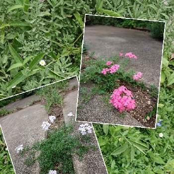 駐車場コンクリート目地の投稿画像一覧 Greensnap グリーンスナップ