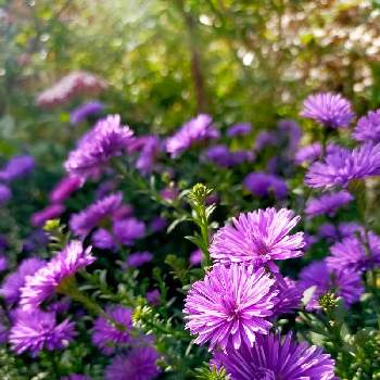 宿根アスター ビクトリアの投稿画像一覧 Greensnap グリーンスナップ