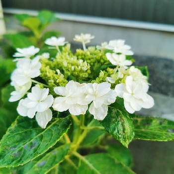 21紫陽花祭り 白 の投稿画像一覧 Greensnap グリーンスナップ