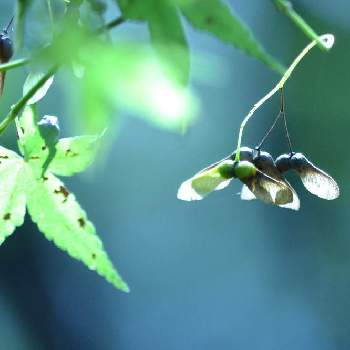 もみじの種 の投稿画像一覧 Greensnap グリーンスナップ