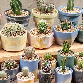 可愛いサボテンの投稿画像一覧 Greensnap グリーンスナップ