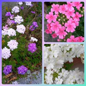 ちっちゃいの画像 by ヒロンさん | お出かけ先とビジョザクラとバ―ベナとテマリバナとちっちゃいと毎日ピンクの日と花曜日とピンクの花と水滴の水曜日とYukoさんのピンクワールドへようこそと薄紫の花とピンクワールドと今日のお花とうすむらさきのはなと水曜日と紫色のお花とちっちゃいものクラブと純白とピンクのお花と蕾応援団と水曜日は水色と純白マニアとお出かけ先といっても近所とお出かけ先にて