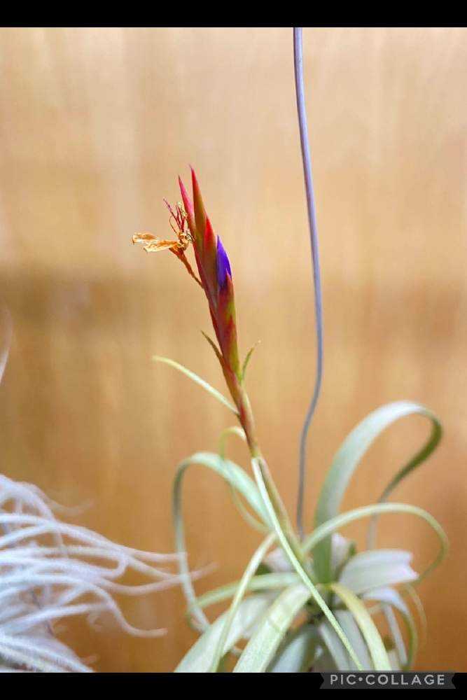 チランジア 開花集｜🍀GreenSnap（グリーンスナップ）