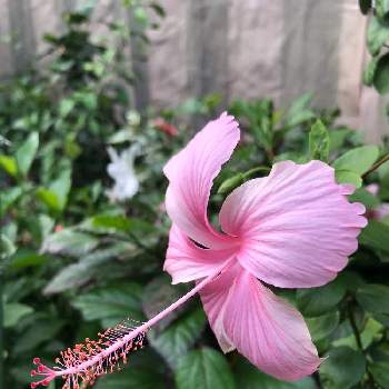 ハイビスカス ピンクバタフライの画像 by しぶちゃんさん | テラスとハイビスカス ピンクバタフライとネコ好きと花のある暮らしとピンクのお花と今日のハイビスカス