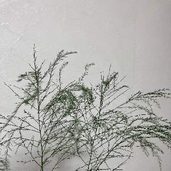 アスパラの葉の投稿画像一覧 Greensnap グリーンスナップ アスパラの葉の投稿画像一覧 Greensnap グリーンスナップ