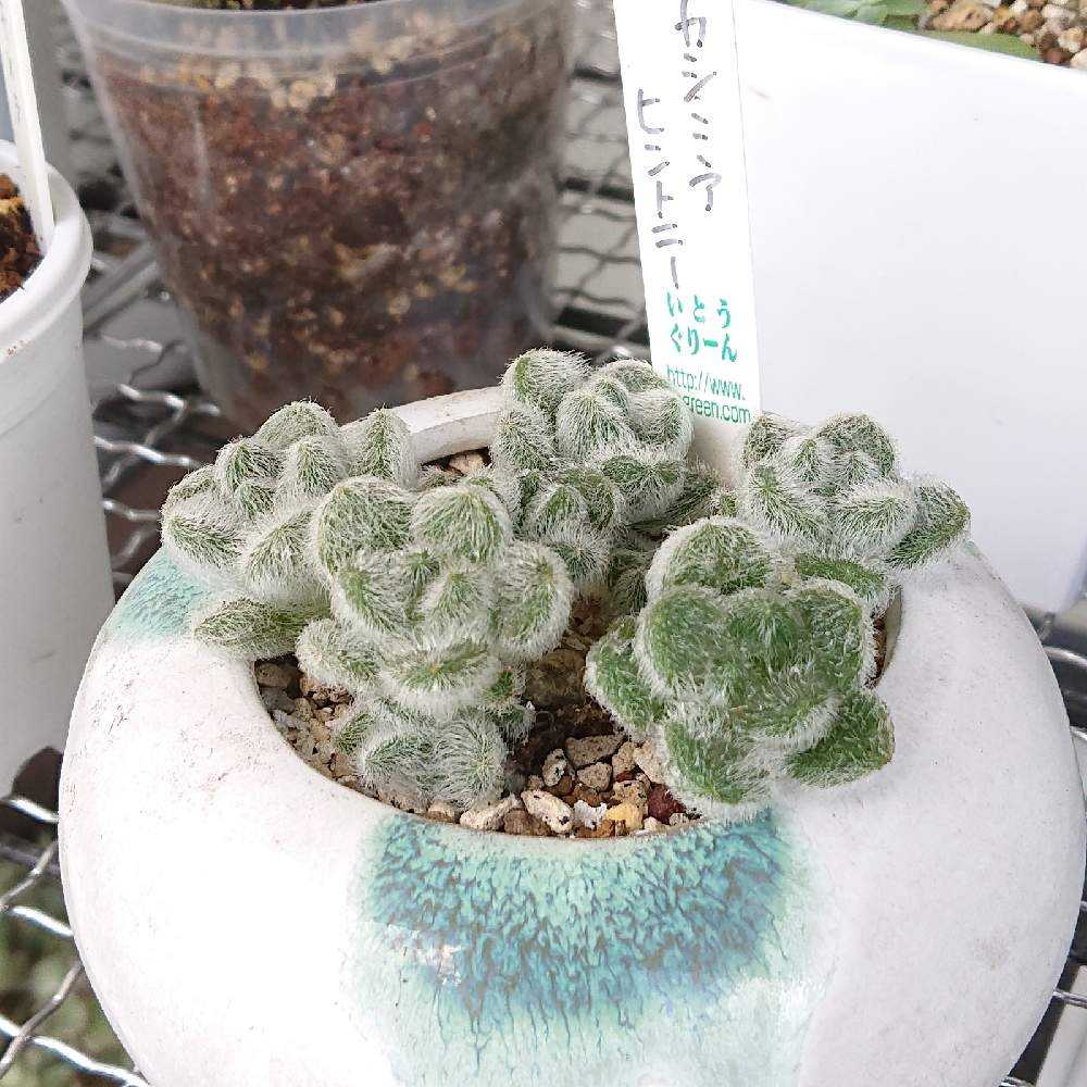 カシミヤヒントニー｜🍀GreenSnap（グリーンスナップ）