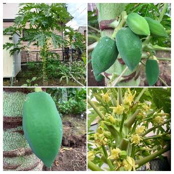 パパイヤの実の投稿画像一覧 Greensnap グリーンスナップ