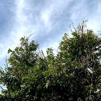 ナチュラルなガーデンを目指しての画像 by いちごさん | 秋の空と栗の木。とナチュラルなガーデンを目指してと青い空と存在感