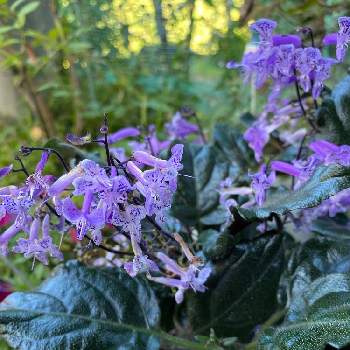 プレクトランサス モナラベンダーの投稿画像一覧 Greensnap グリーンスナップ