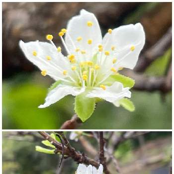 スモモのお花の画像 by kakirikeaさん | スモモとプラムとスモモのお花と狂い咲きとお花は癒しと花が好き❤と☆携帯撮影☆