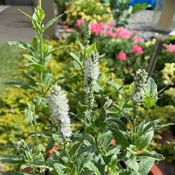 ベロニカシャーロッテの投稿画像一覧 Greensnap グリーンスナップ