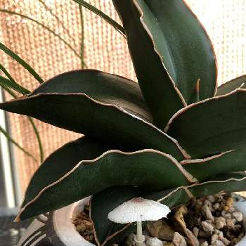 サムライ ドワーフの投稿画像一覧 Greensnap グリーンスナップ