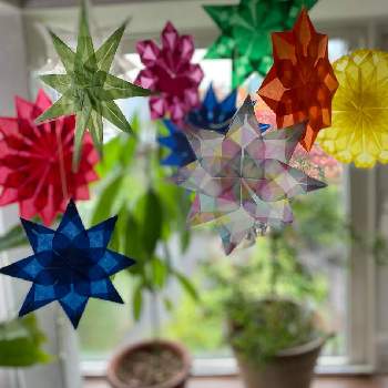 レモンティーツリーの投稿画像一覧 Greensnap グリーンスナップ