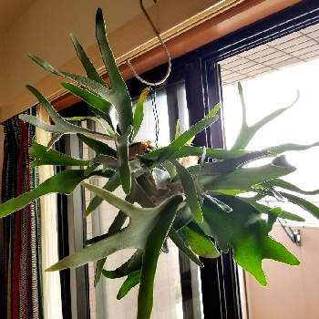 クランプの投稿画像一覧 Greensnap グリーンスナップ