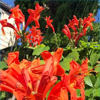 朱色の花の投稿画像一覧 Greensnap グリーンスナップ