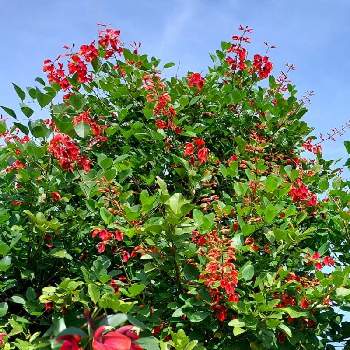 アメリカデイゴ（海紅豆）の画像 by ユミティさん | お出かけ先とアメリカデイゴ（海紅豆）と公園の樹木と赤いお花と公園でお散歩と赤い花と公園のお花