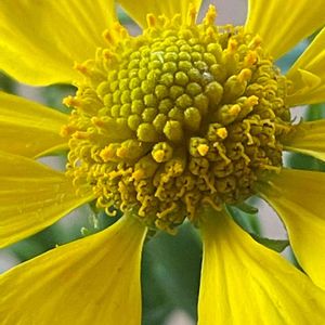 ヘレニウム（団子菊）,花壇,ガーデニング,山野草,キク科の画像