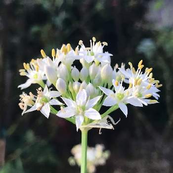 ニラの花 の投稿画像一覧 Greensnap グリーンスナップ