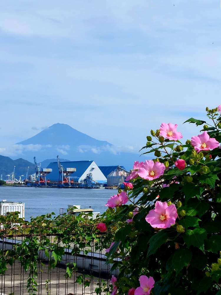 お出かけ先の画像 by ユミティさん | お出かけ先と公園の樹木と可愛いお花と公園でお散歩とピンク色の花と公園のお花と今日の富士山
