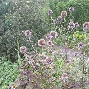 秋の風情の投稿画像一覧 Greensnap グリーンスナップ