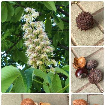 セイヨウトチノキの投稿画像一覧 Greensnap グリーンスナップ