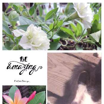 プルメリア♪の画像 by じゅんさん | 小さな庭と花が好き♡♡とペチュニア♪と猫好きとプルメリア♪と毎日ありがとうとGSミニモニ。と緑のある暮らしとバラと夢CLUBとｵｹﾂの日と花のある暮らしとチーム福岡