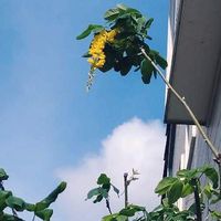 キングサリの育て方 毒性がある 鉢植えでも地植えでもok Greensnap グリーンスナップ キングサリの育て方 毒性がある 鉢植えでも地植えでもok Greensnap グリーンスナップ