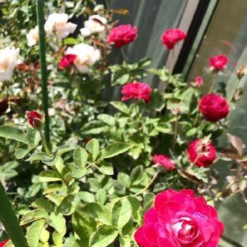 バラ　G.D.ルイーズの画像 by kazuさん | 小さな庭とバラ　G.D.ルイーズと薔薇と赤胆紅心と鉢植えとコルデスとバラ チャイナローズ