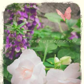 蕾が沢山の画像 by あすなろさん | 玄関と寄せ植えと愛らしいと蕾が沢山とほんのりピンクと清楚な美しさとお花のある生活とお花で癒される
