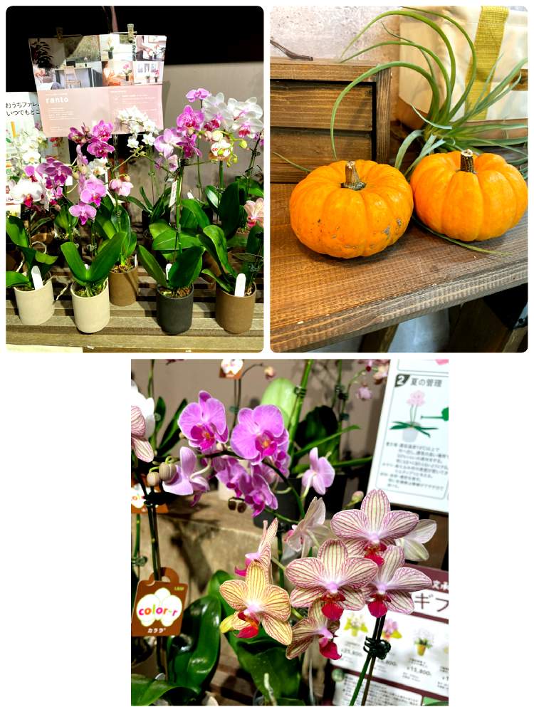 インテリアの投稿画像 By カインズさん 入荷情報 とカインズとホームセンターと花のある暮らしとカインズ浦和美園店とcainzと入荷情報 とカインズ とホームセンターと花のある暮らしとカインズ浦和美園店とcainz 21月9月30日 Greensnap グリーンスナップ