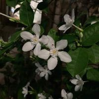 テイカカズラの育て方 植え付け時期は 毒を持っている Greensnap グリーンスナップ テイカカズラの育て方 植え付け時期は 毒を持っている Greensnap グリーンスナップ