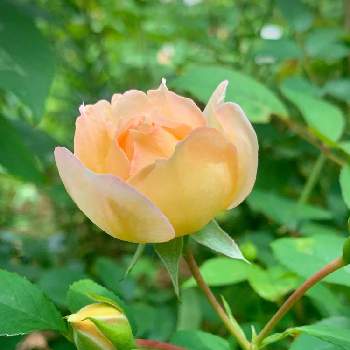 素朴な可愛さの画像 by tiramisuさん | お出かけ先と薔薇♡と素朴な可愛さと色がいい✨と美しい...と癒されると優しい色とEnglish Gardenとお出かけ先にてと可愛い♡