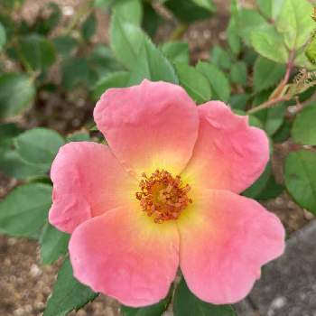 薔薇 レインボーノックアウトの画像 by 典子さん | お出かけ先と薔薇 レインボーノックアウトと図書館の庭となが〰く咲いてと秋の訪れ・・と風に揺れてと地植え