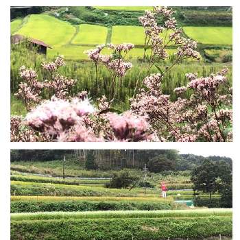 明日香村の画像 by さくらさん | お出かけ先と棚田の風景とドライブと明日香村と奈良県