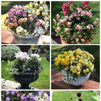 春の寄せ植えの投稿画像一覧 Greensnap グリーンスナップ