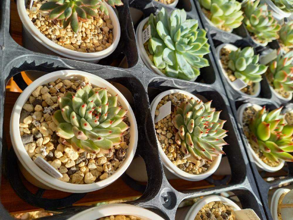 129🌹💐原種ザラゴーサ 原種クスピダータサラゴサエ｜🍀GreenSnap