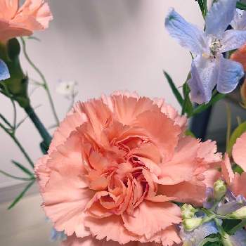 UNIQLOの画像 by GAOさん | 部屋とカーネーションとUNIQLOとグリーンのある暮らしとUNIQLOフラワーといい色と季節の花とHappyな気分とお花のある生活とお花と切り花とインテリアグリーン