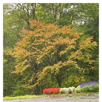 秋雨の画像 by piaMo☆さん | お出かけ先と川のほとりの一本桜と初秋と秋雨とLove Hokkaido♡と紅葉の兆し
