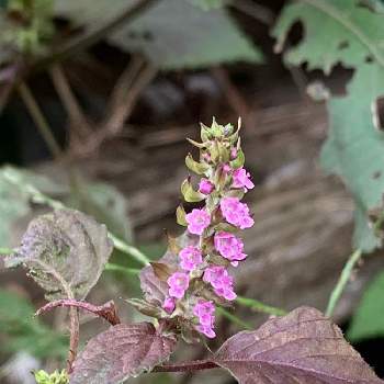 赤紫蘇の花の投稿画像一覧 Greensnap グリーンスナップ