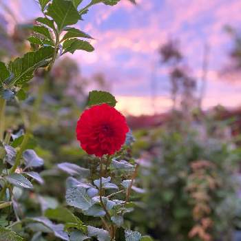 ポンポンダリアの投稿画像一覧 Greensnap グリーンスナップ