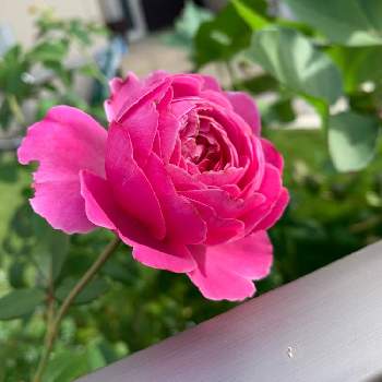 フォーユアホームの画像 by まめさん | 小さな庭とフォーユアホームとバラとばら バラ 薔薇