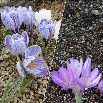 @似花の画像 by Kevinさん | お出かけ先とイヌサフランとクロッカスと素敵❗と癒しと紫色の花とGS映えと青い花と２０２０年５月同期と今日の一枚と今日のお花と今日の花とお花大好き✨と@珍しい植物と可愛いと珍しい植物と花のある暮らしとかわいいと青い花マニアときょうのお花と@似花