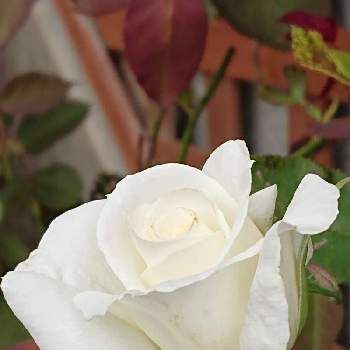 ヨハネパウロ二世の画像 by 山ちゃんさん | バラとヨハネパウロ二世と鉢植えと花のある暮らしと我が家のバラと昨日のバラ