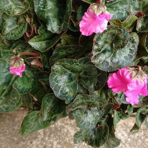 シクラメン,金曜日の蕾たち,金曜日の蕾たちに投稿,広い庭の画像