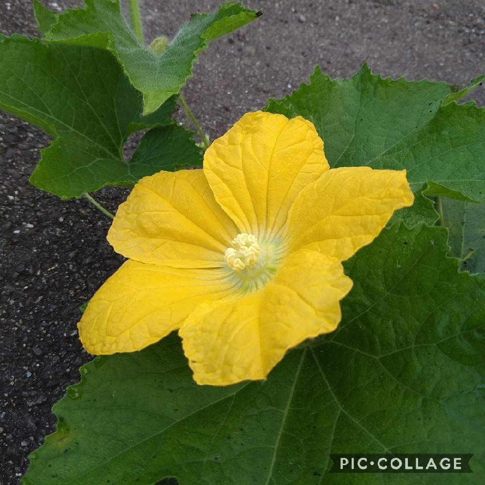 お花大好き の投稿画像 By Flowerloveさん ヘチマのお花と糸瓜 と糸瓜の花とヘチマとお出かけ先とお花大好き とヘチマのお花と糸瓜 と糸瓜の花 21月10月1日 Greensnap グリーンスナップ Greensnap グリーンスナップ