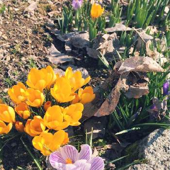 小さな花畑にはの画像 by ニワニハ(^^)♡さん | クロッカスと庭には＊♡と小さな花畑にはと陽の当たる場所へ