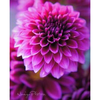 ﾃﾝｼﾞｸﾎﾞﾀﾝ 天竺牡丹 の投稿画像一覧 Greensnap グリーンスナップ