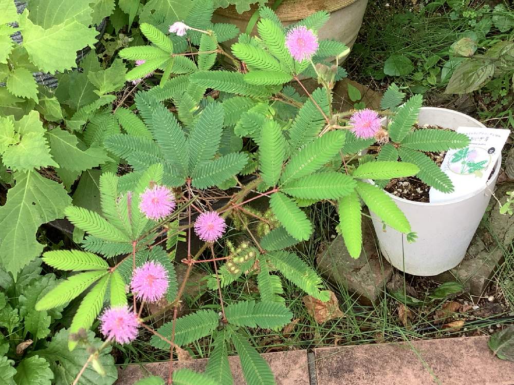 オジギソウの成長録 Greensnap グリーンスナップ